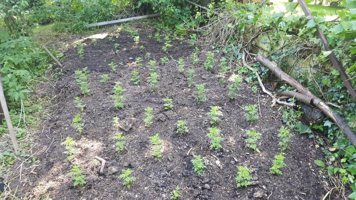 Artemisia Annua Pflanzen und Saatgut abzugeben