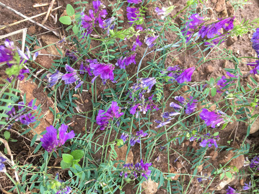 Vesce faux sainfoin