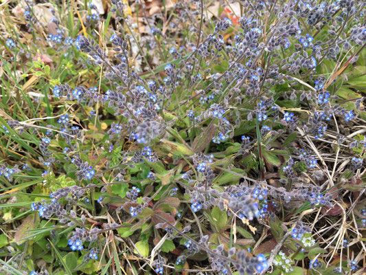 Myosotis hérissé ou rameux