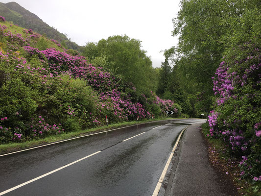 Der Weg zurück ist von meterhohen Rhododendren gesäumt