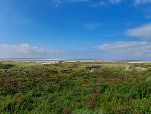 Dünen-Landschaft auf der Nordsseinsel Borkum
