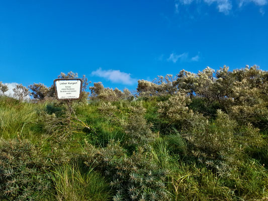 Dünen, Wals und Heide auf Borkum
