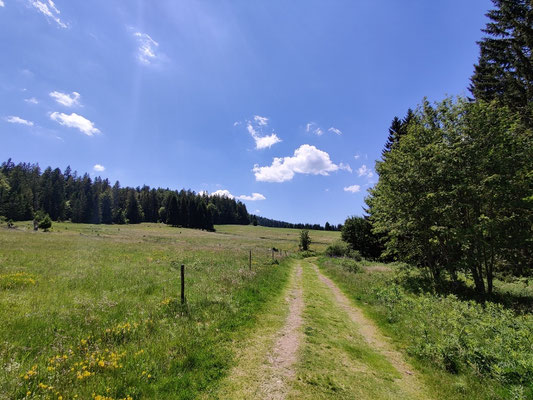 Wanderung im Zauberwald
