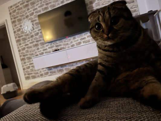 Katze Bella