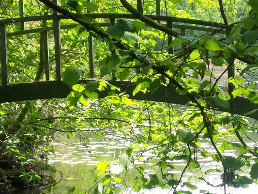 Poesie der Natur 23