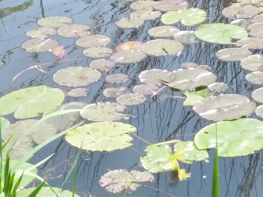 Poesie der Natur 18