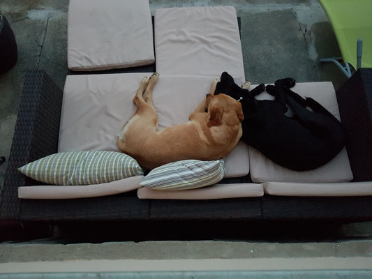 Ledger und Greta beim Kuscheln auf der Terrasse