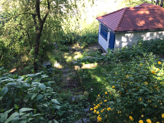 und noch mehr Urwald