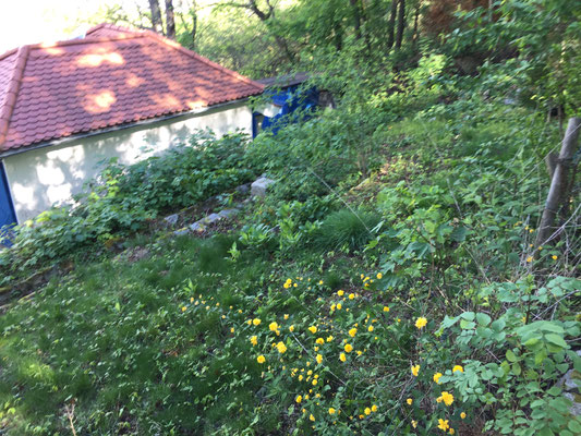und noch mehr Urwald