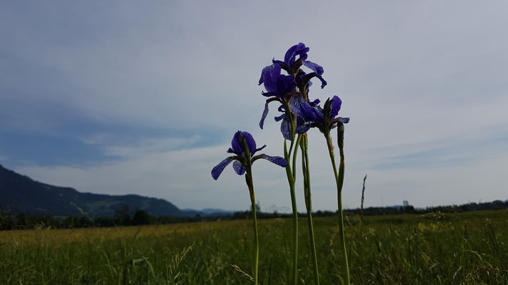 Iris sibirica (Sibirische Schwertlilie)