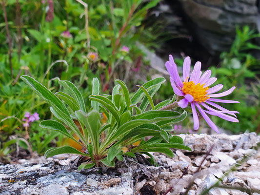 Aster alpinus (Alpen-Aster)