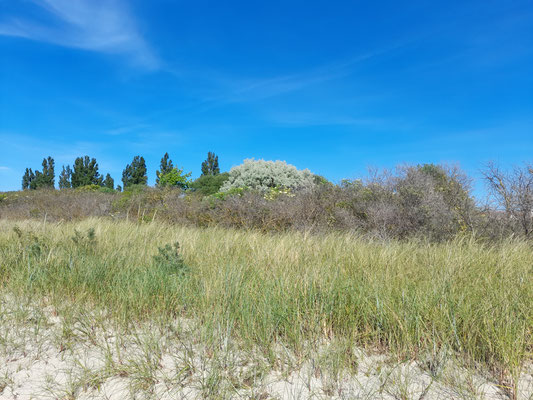 Dünenlandschaft Timmendorf Strand