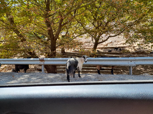 Tagesausflug mit dem Mietwagen durch das Gebirge Insel Kreta