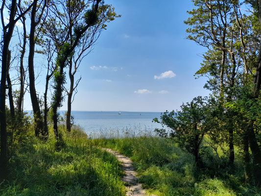 Steilküste von Poel Blick auf die Ostsee