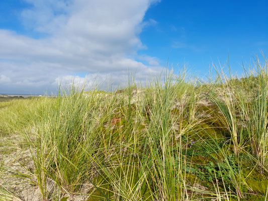 Strandhafer Dünen Borkum