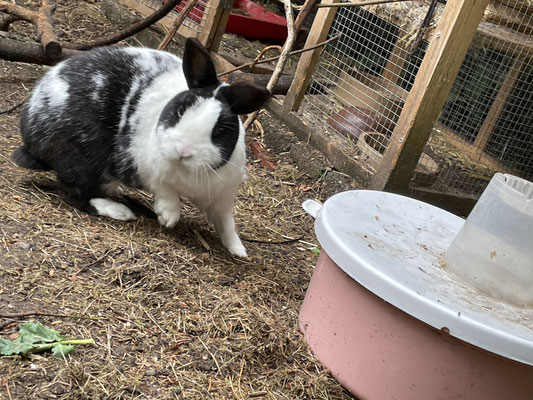 Dino has ... not got mites, but his eyes on the food containing feed container.
