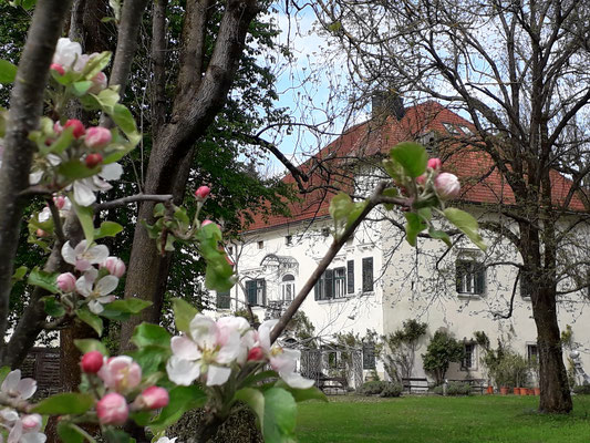 Schlosspark im Frühling, Kirschblüte ©Galerie Walker