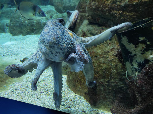 La Coruña - Aquarium