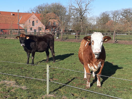 Rose und Brauni