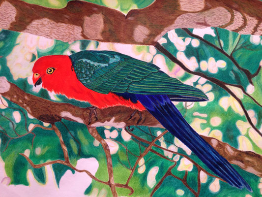 Parrot: Caran d'Ache Luminance on Drawing Paper A3