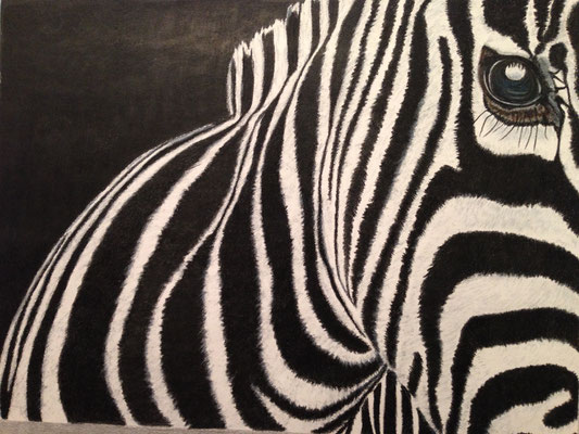 Zebra: Caran d'Ache Luminance on Drawing Paper A3 / Verkauft / Sold / Nur Kunst-Druck / Only Fine-Print