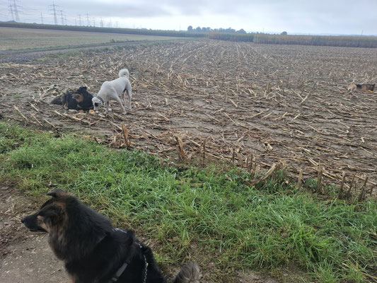 26.09.2025: Tiffany, Joe und Aaron sind 8 km gelaufen. Walberberg Hundschule Richtung Wesseling Kiesgrube Schafshof Diekobshof Richtung Siedlung