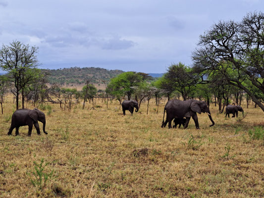 Elephants