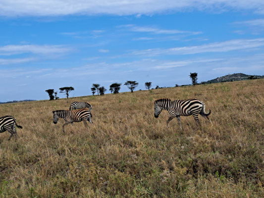 Zebras