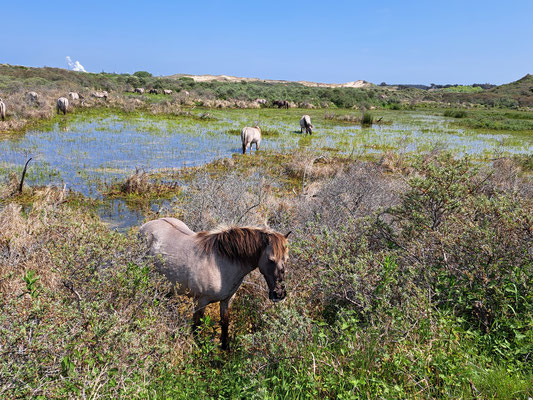 Wild Hoarses National Park