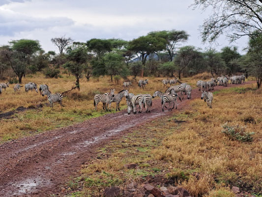 Zebras