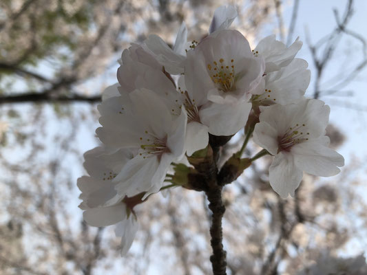 岡山市大元公園