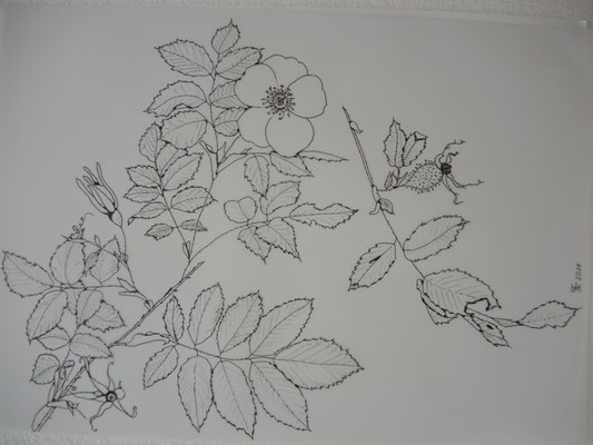 Rosa pendulina