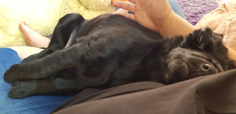 Kuschelmonster