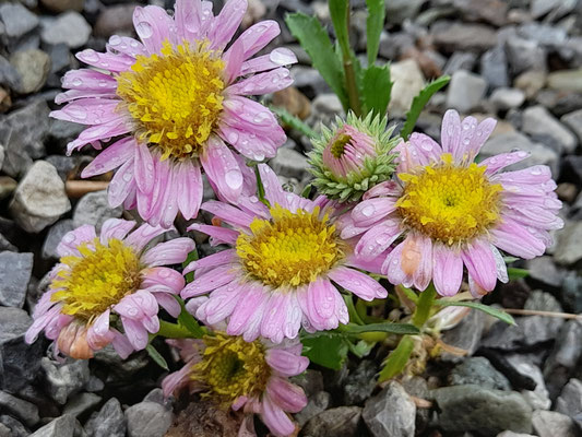 Aster coloradensis