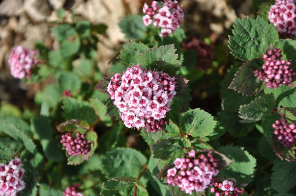 Spiraea japonica Bullata
