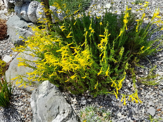 Penstemon pinefolius Yellow 