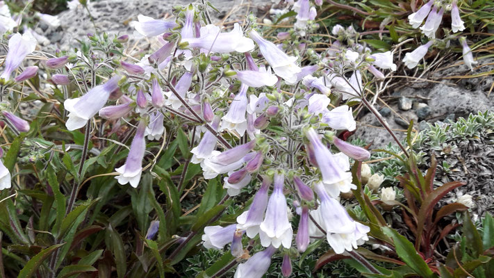 Penstemon hirsutus pygmaeus