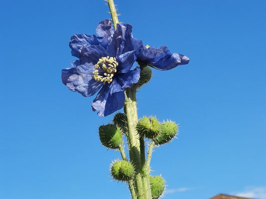 meconopsis betonicifolia  