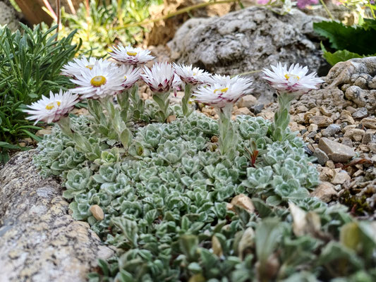 Helichrysum milfordiae