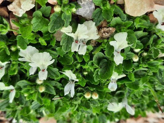 stachys corsica 