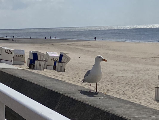 Nahrungskonkurrenten, wenn es  um Fischbrötchen geht!