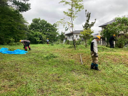 桜移植地の草刈り