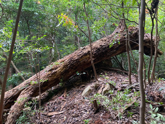 倒れた枯コナラ