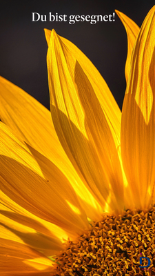 Sonnenblume