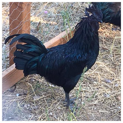 Chickens Sheppard Ranch