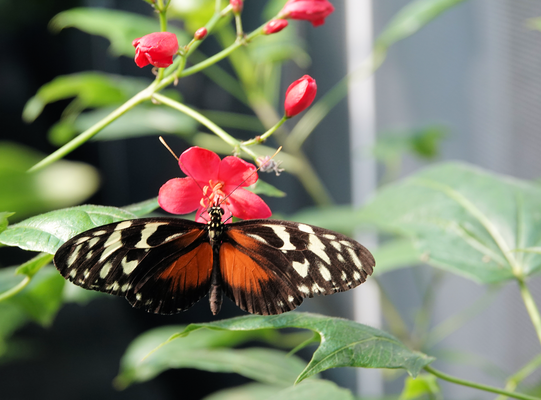 Schmetterling im Palmengarten Frankfurt © dokuphoto.de / Klaus Leitzbach