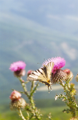 Le grand machaon fréquente les prairies fleuries alentour