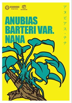 アヌビアス・ナナ　A.nana