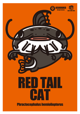 レッドテールキャット　Red tail cat