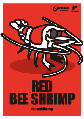 レッドビーシュリンプ　Red bee shrimp